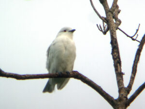 Black-tipped Cotinga