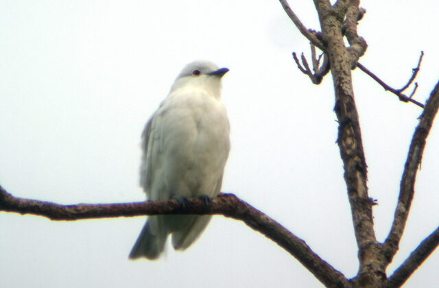 Black-tipped Cotinga