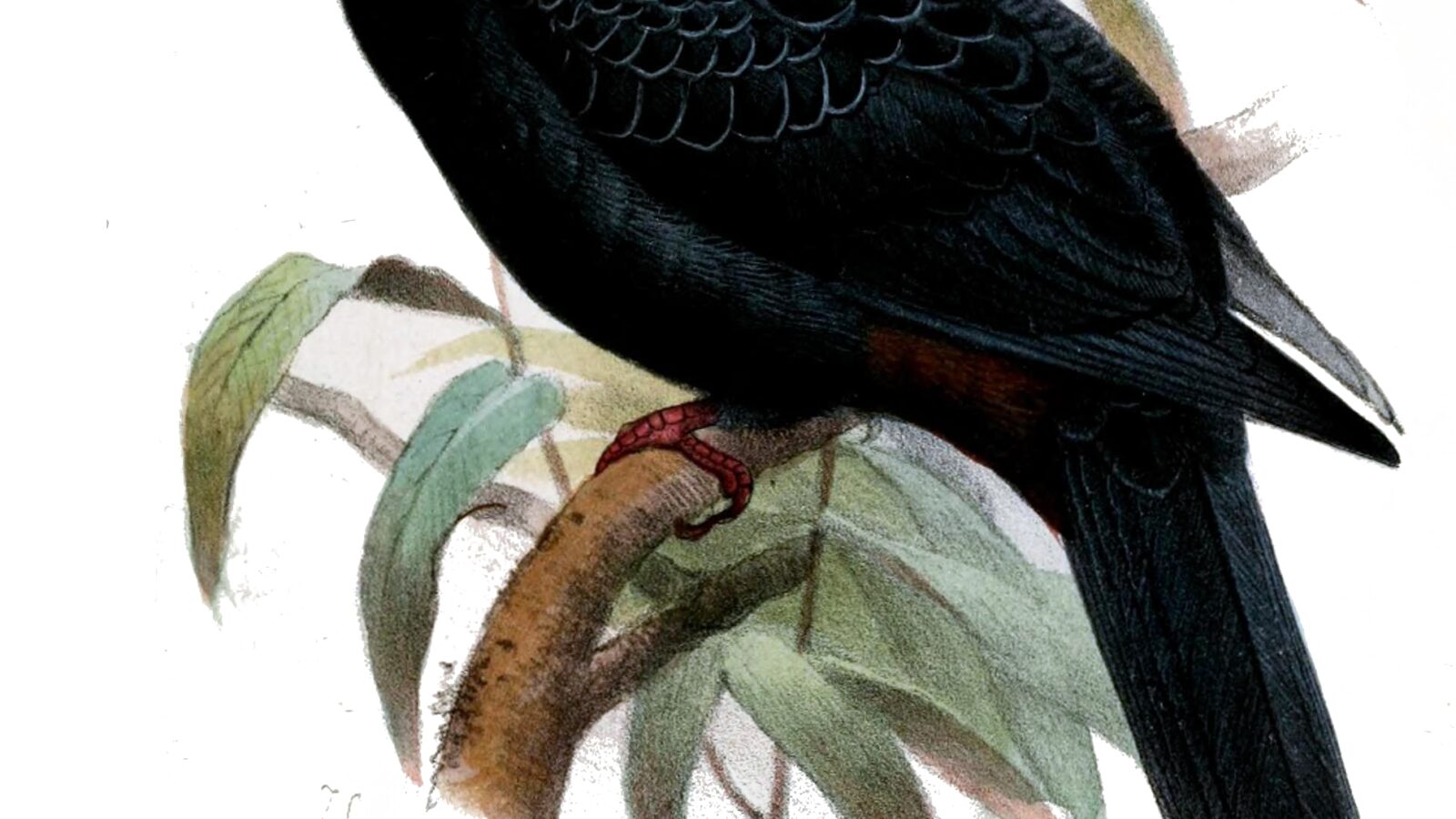 Black Imperial Pigeon