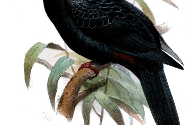 Black Imperial Pigeon