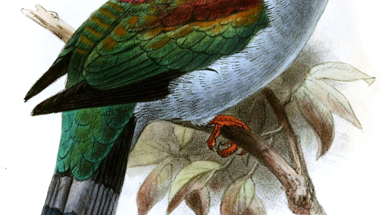 Mindoro Imperial Pigeon