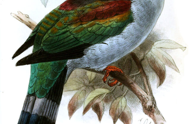 Mindoro Imperial Pigeon
