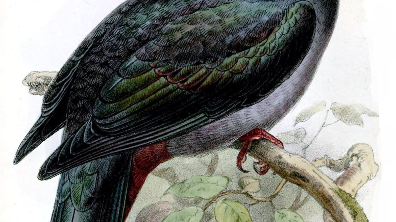 Christmas Imperial Pigeon