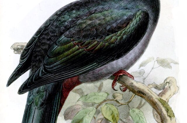 Christmas Imperial Pigeon