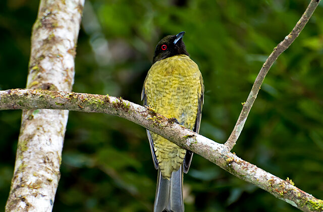 Black-headed Berryeater