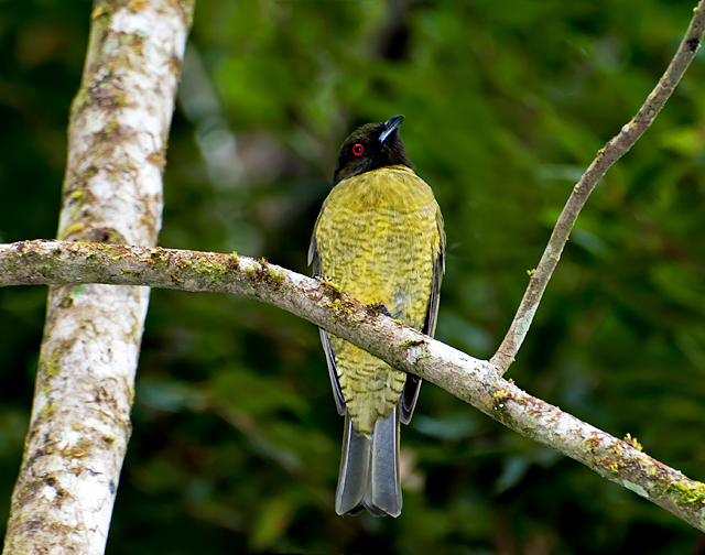 Black-headed Berryeater