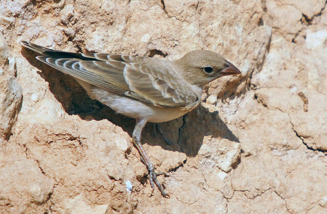 Pale Rockfinch