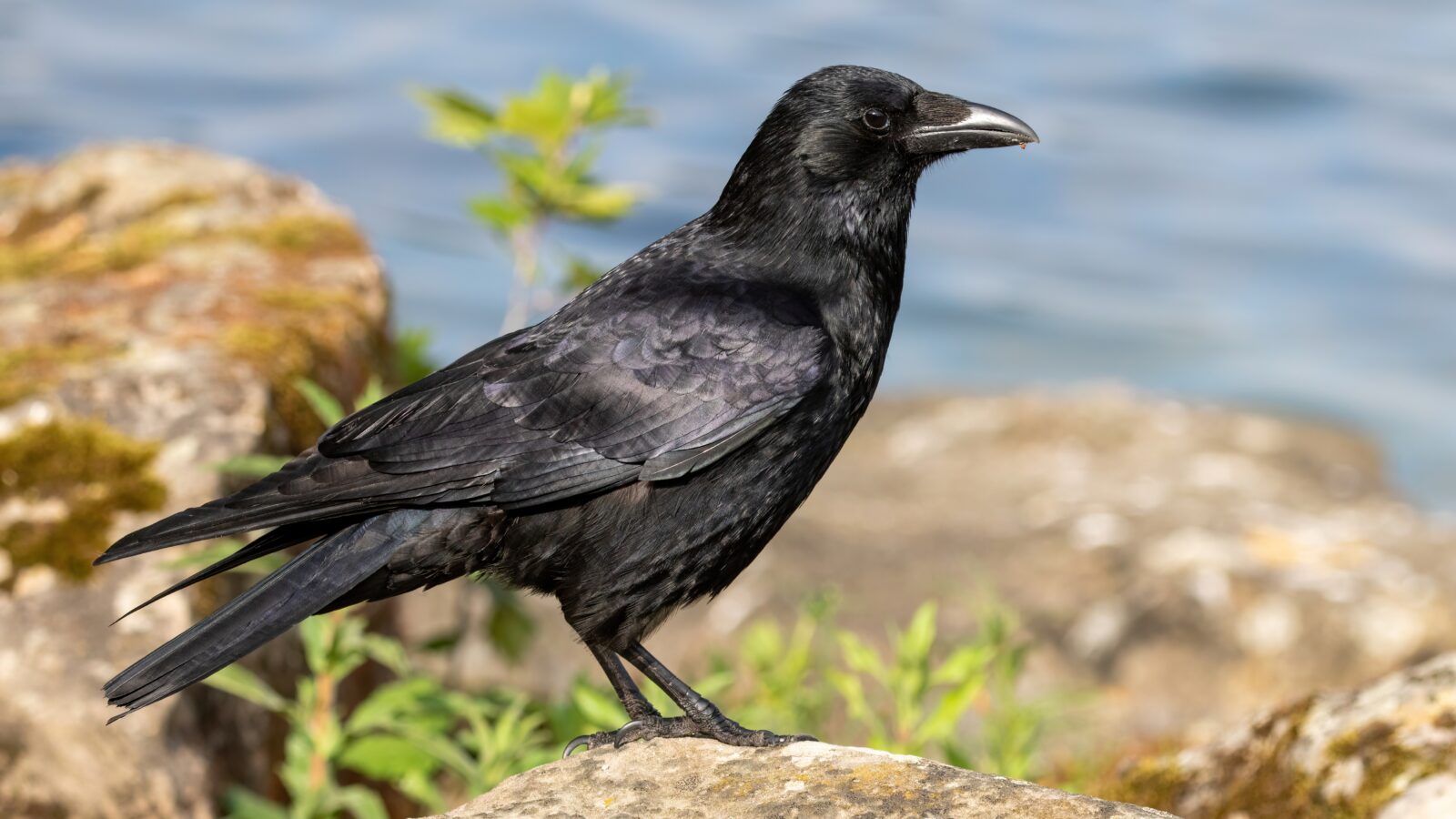 Carrion Crow