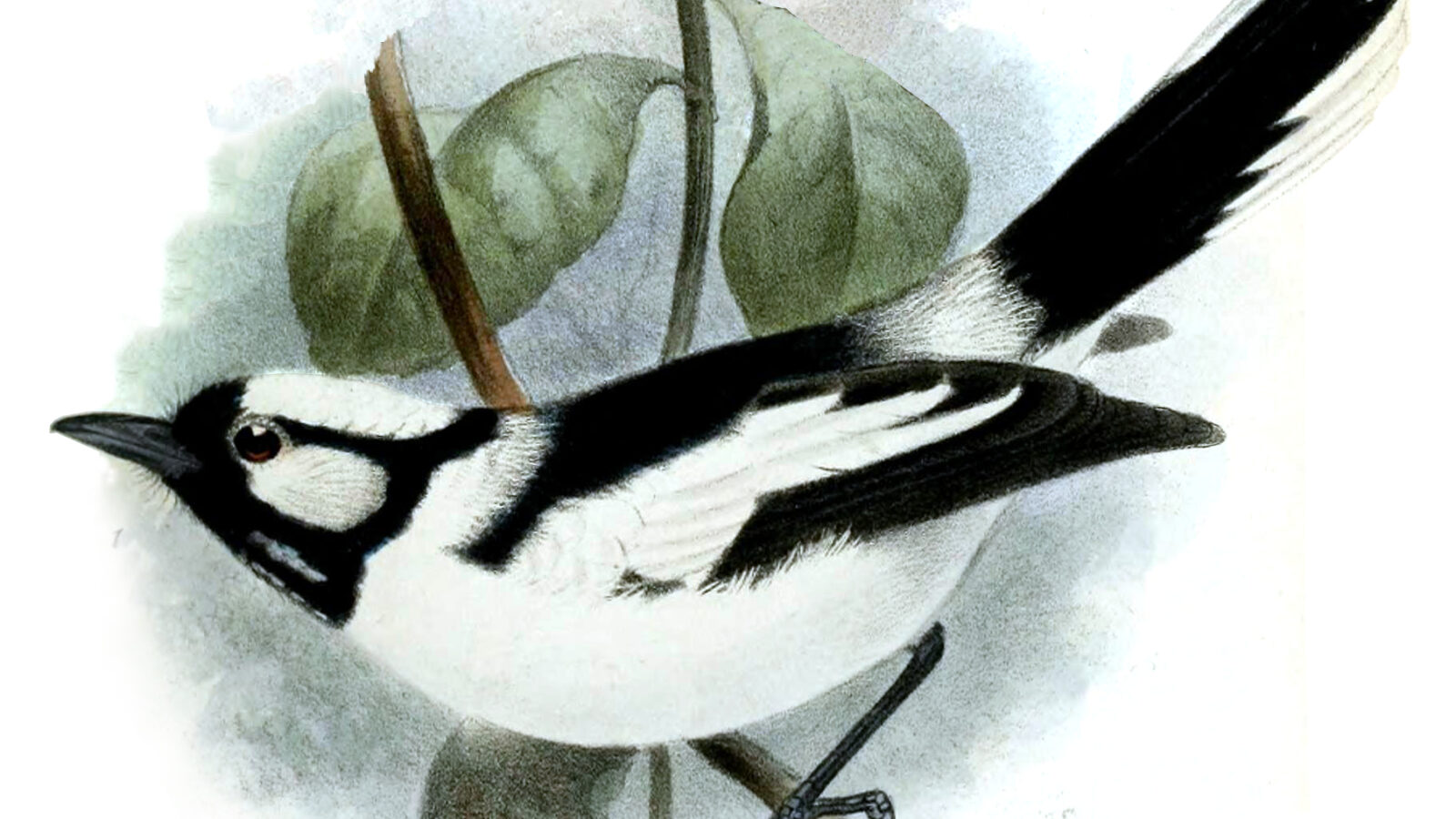 Tanimbar Monarch