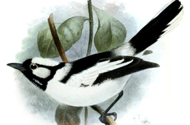 Tanimbar Monarch