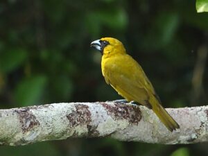 Yellow-green Grosbeak