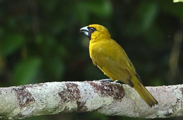 Yellow-green Grosbeak
