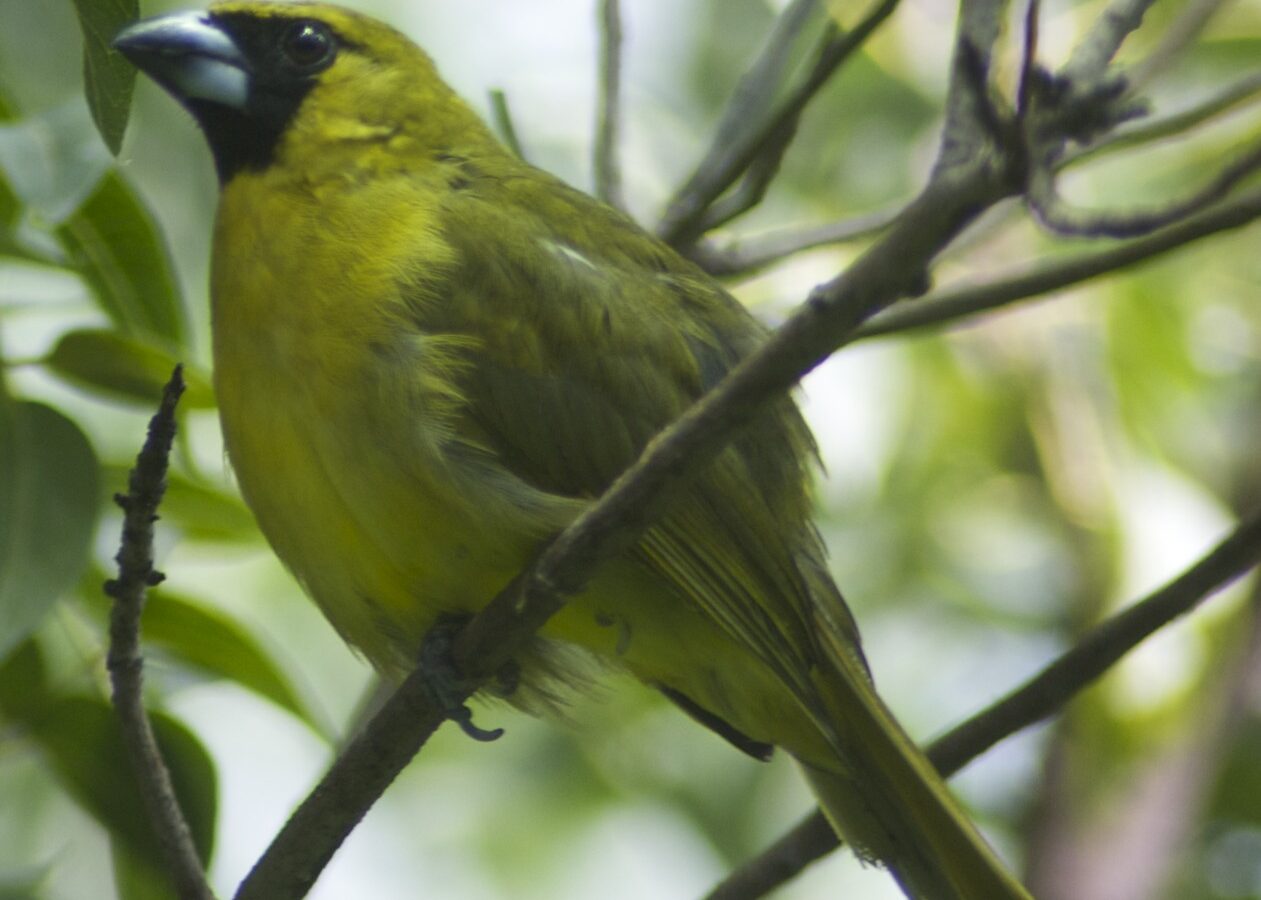 Black-faced Grosbeak