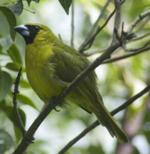 Black-faced Grosbeak