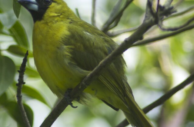 Black-faced Grosbeak
