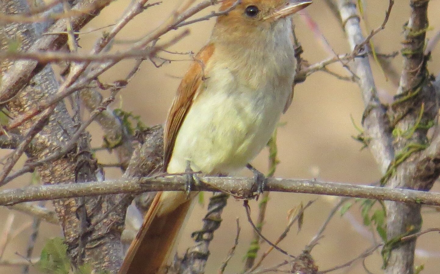 Ash-throated Casiornis