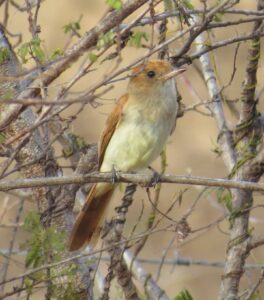 Ash-throated Casiornis