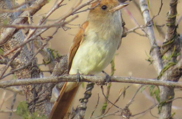 Ash-throated Casiornis