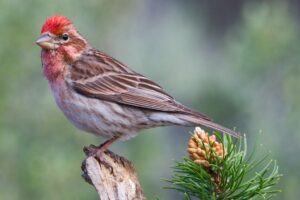 Cassin’s Finch
