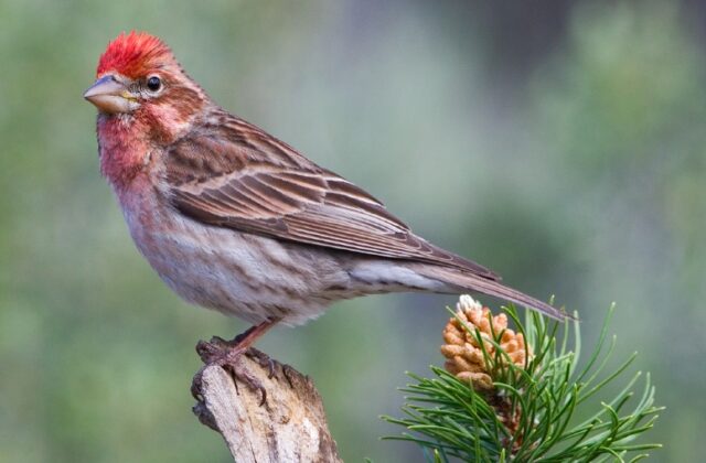 Cassin’s Finch
