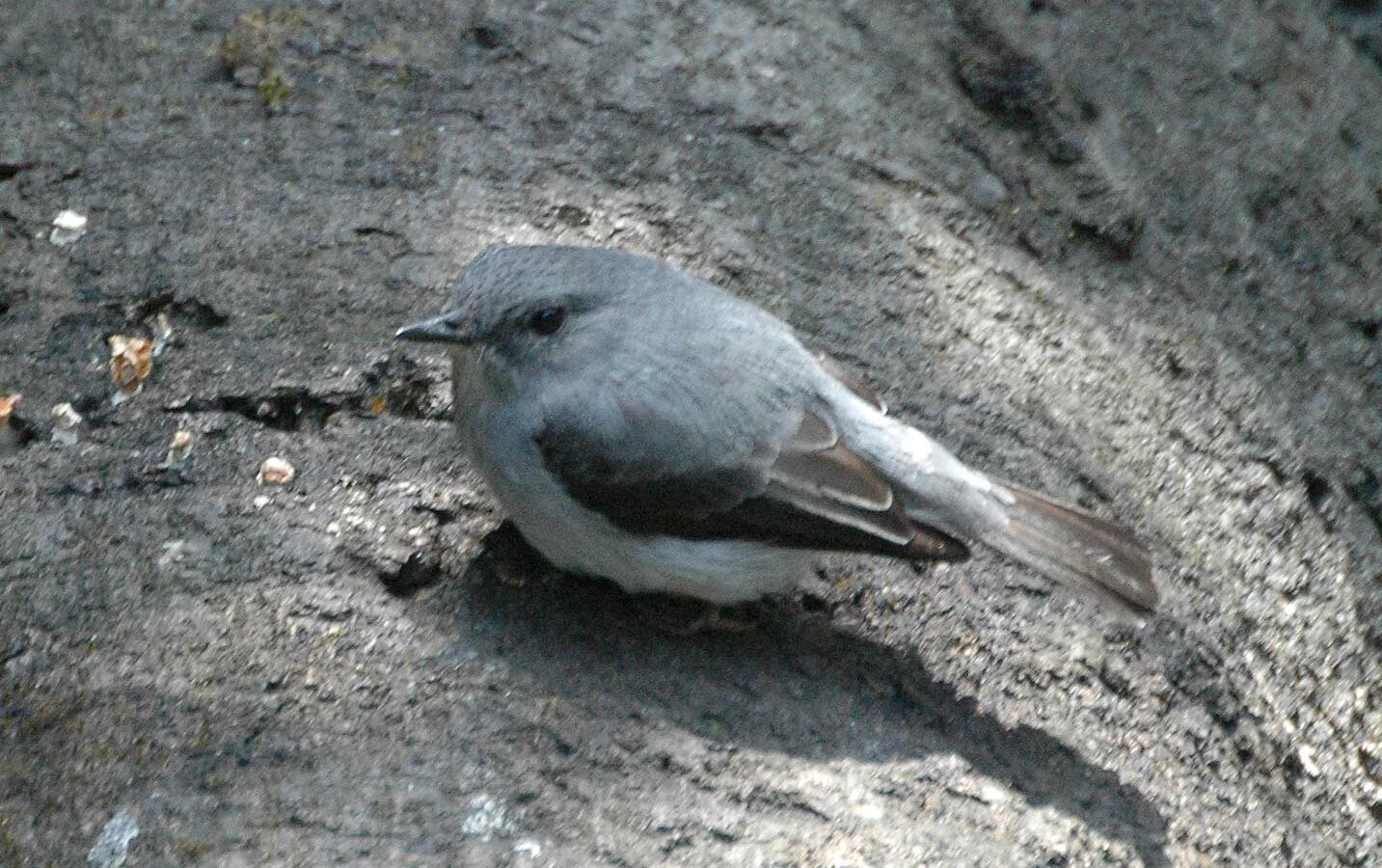 Cassin’s Flycatcher