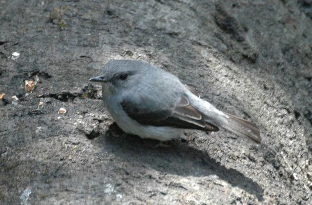Cassin’s Flycatcher