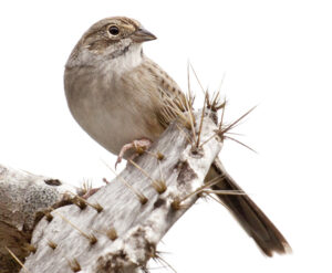 Cassin’s Sparrow