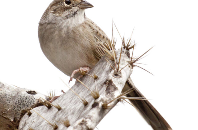 Cassin’s Sparrow