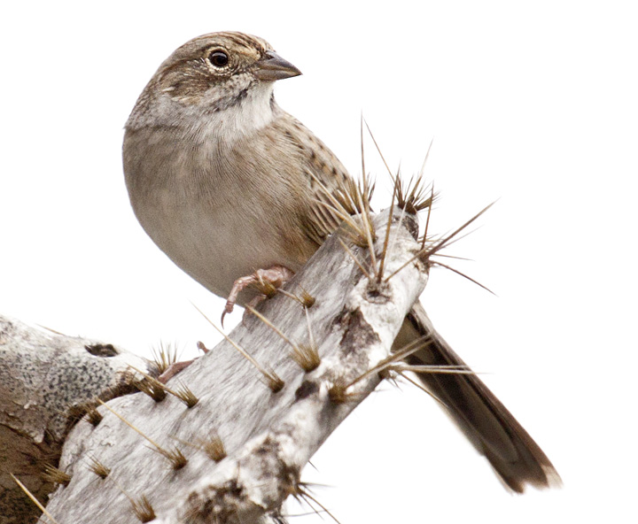 Cassin’s Sparrow