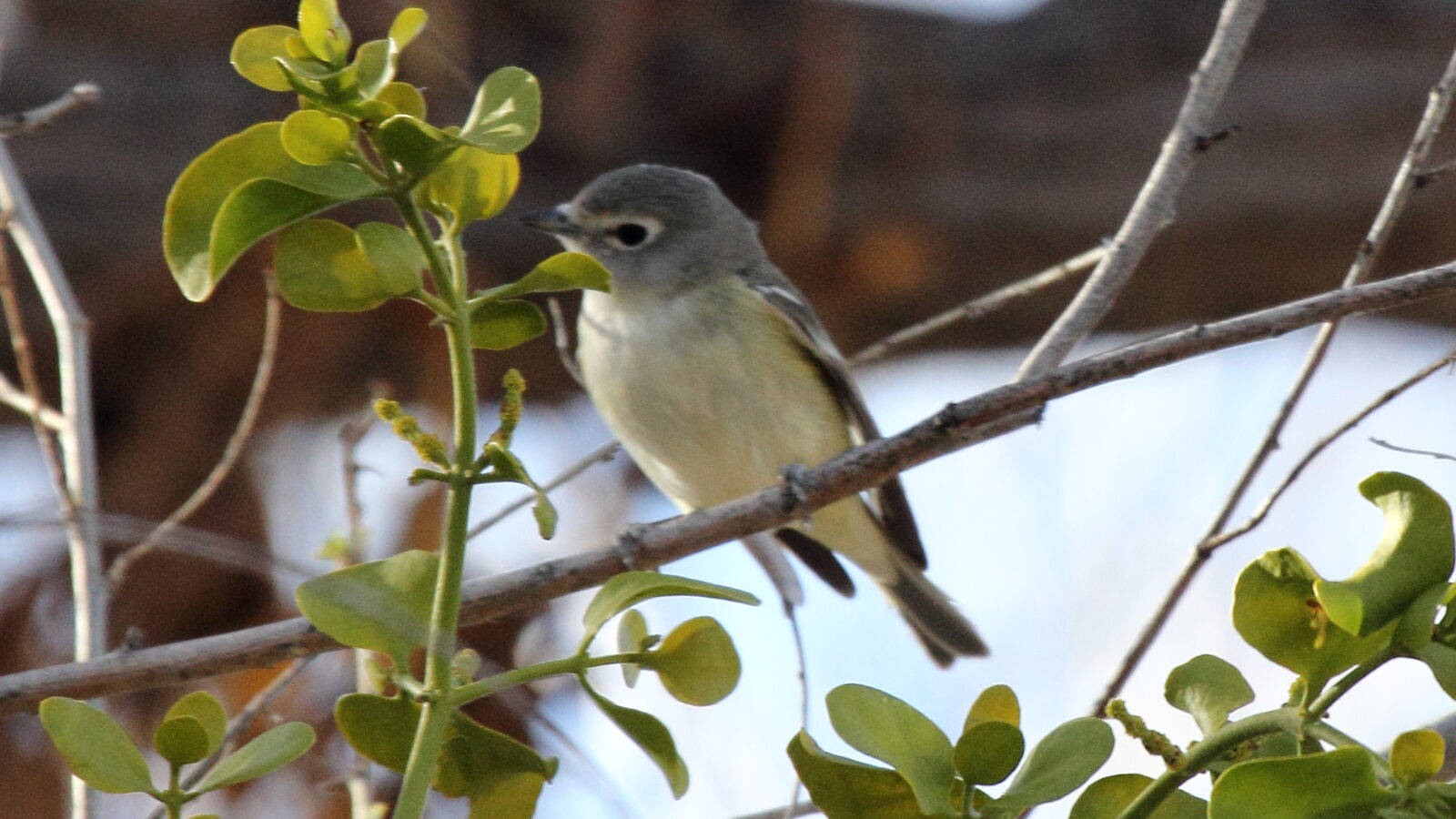 Cassin’s Vireo