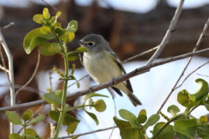 Cassin’s Vireo