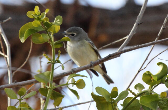 Cassin’s Vireo