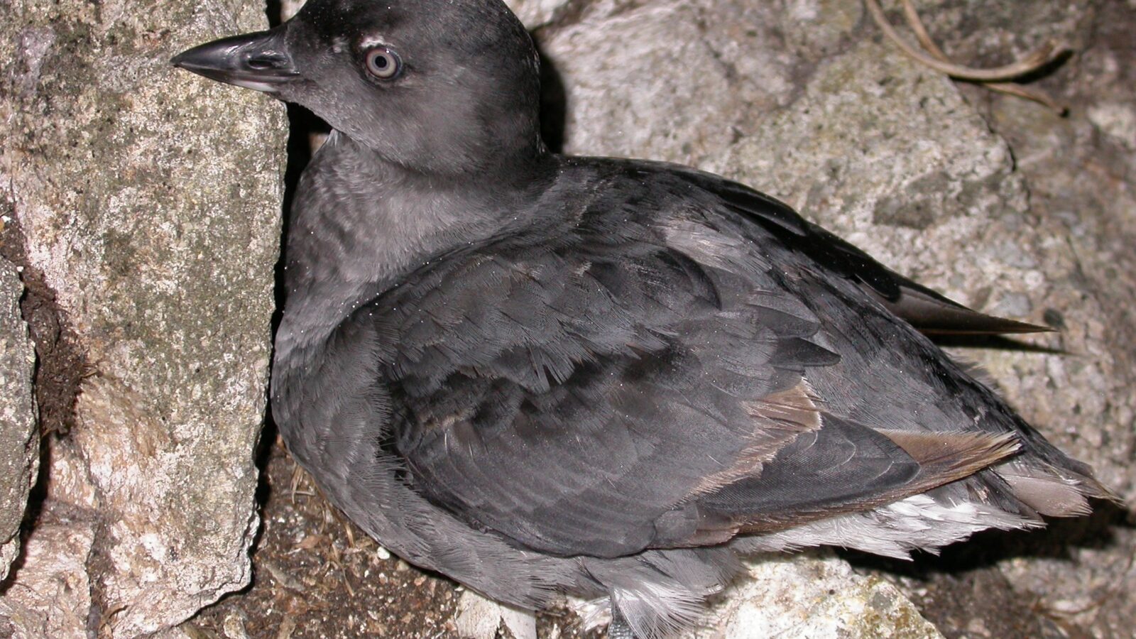 Cassin’s Auklet