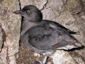 Cassin’s Auklet