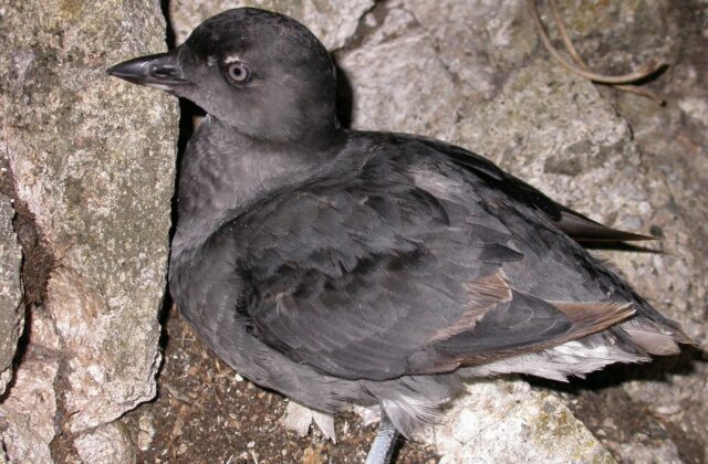 Cassin’s Auklet