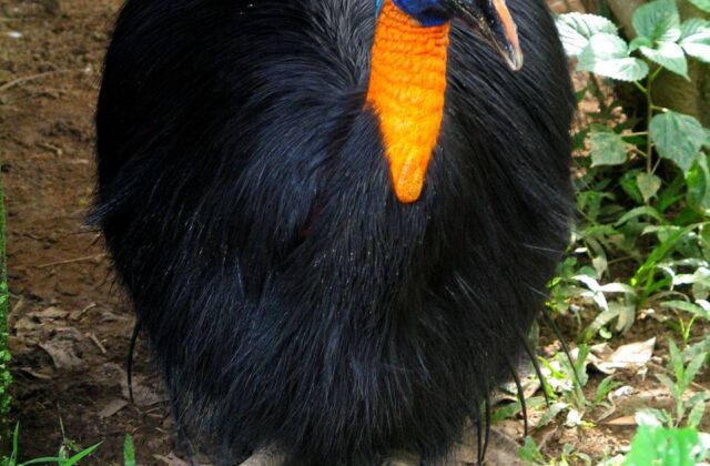 Northern Cassowary