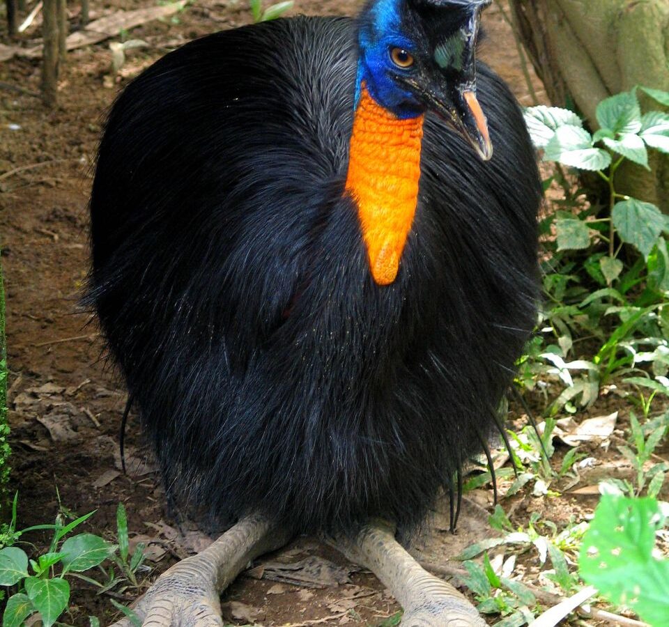 Northern Cassowary