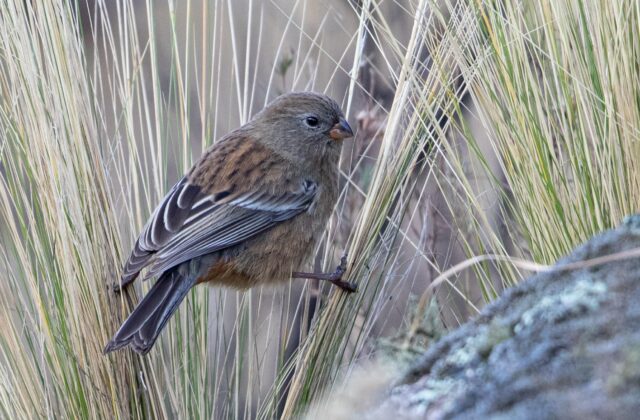 Band-tailed Seedeater