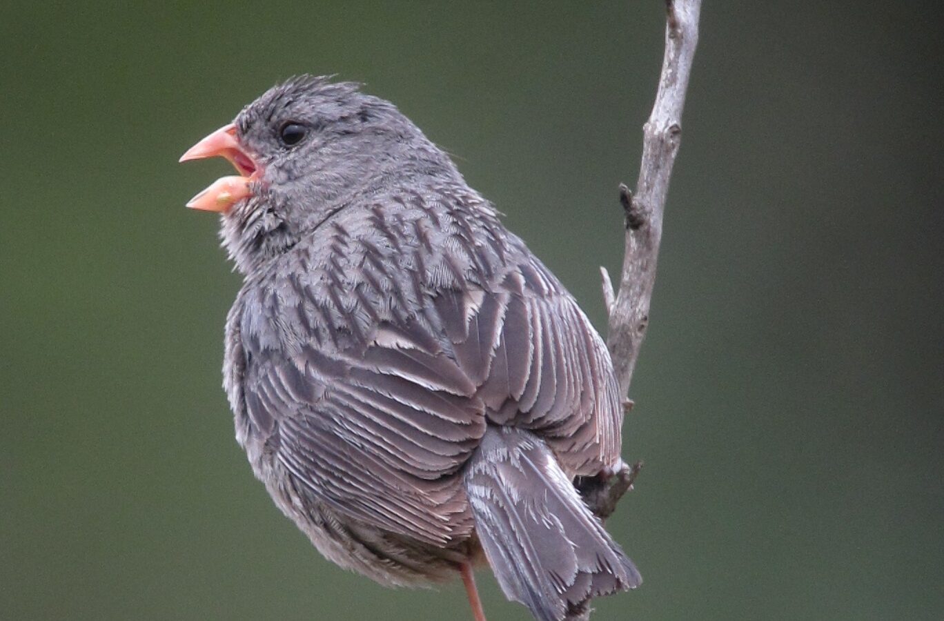 Plain-colored Seedeater