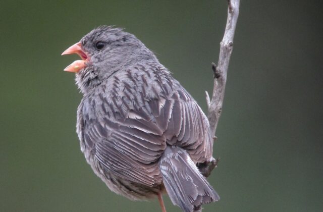Plain-colored Seedeater