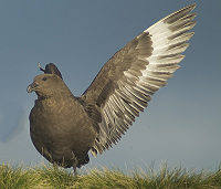 Brown Skua