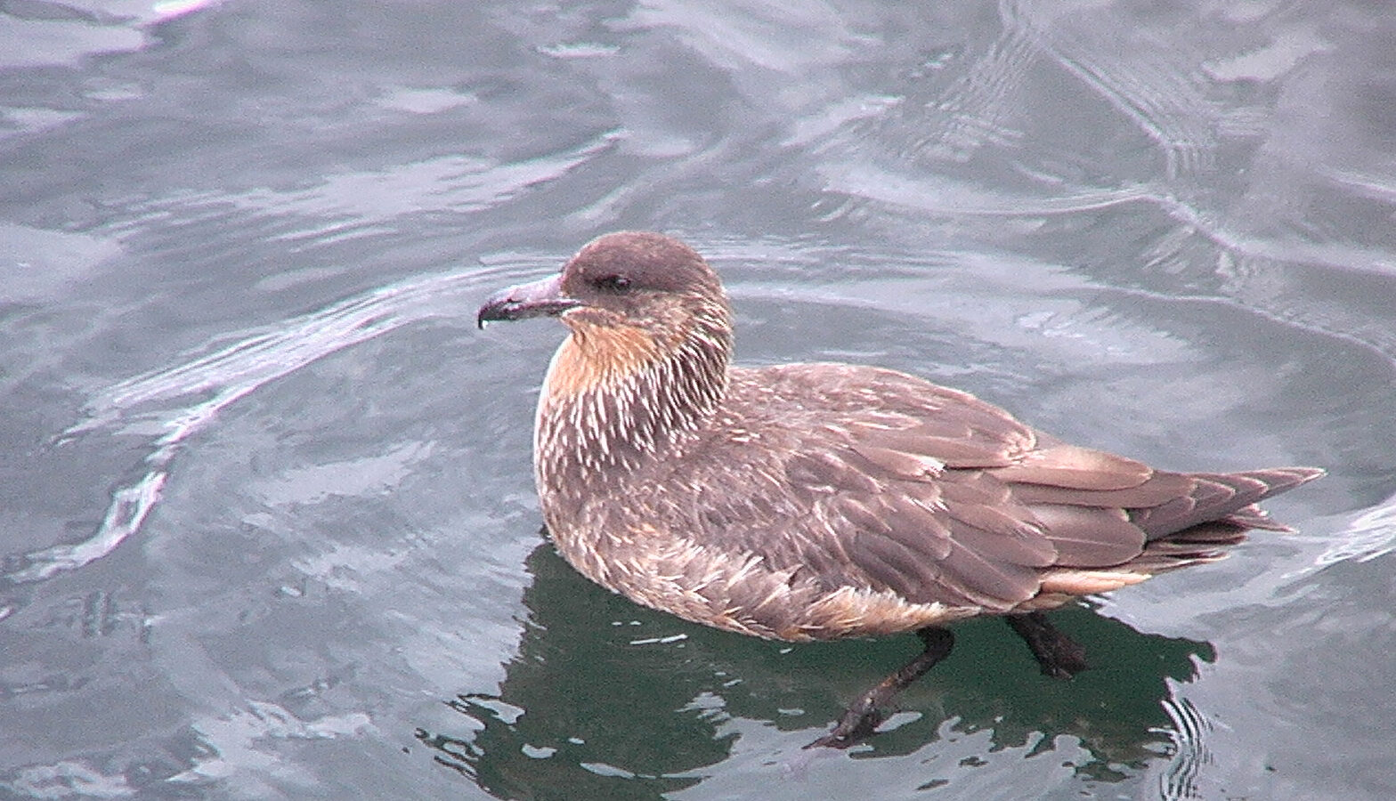 Chilean Skua