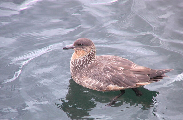 Chilean Skua
