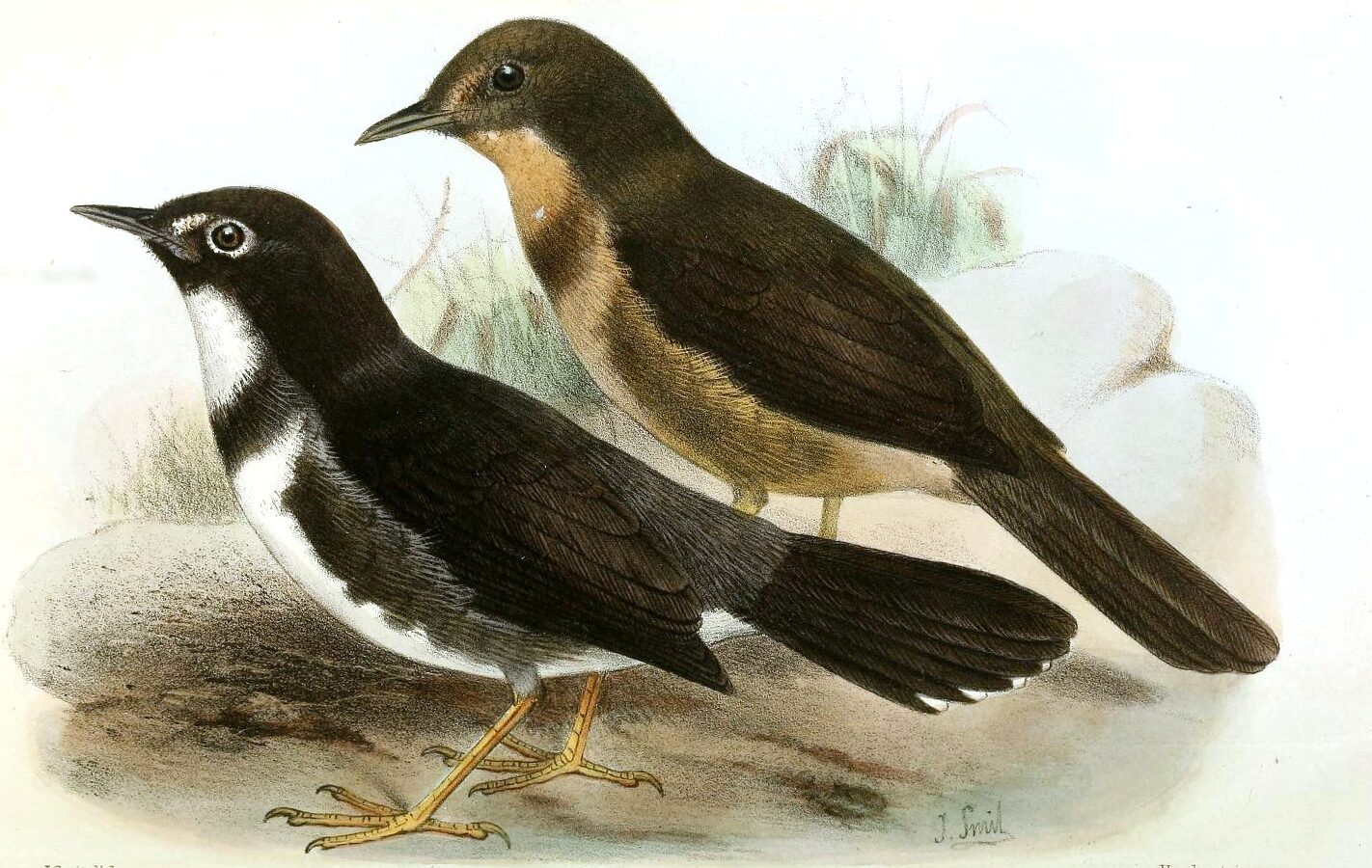 Whistling Warbler