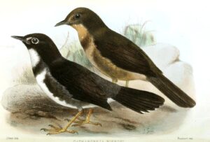 Whistling Warbler
