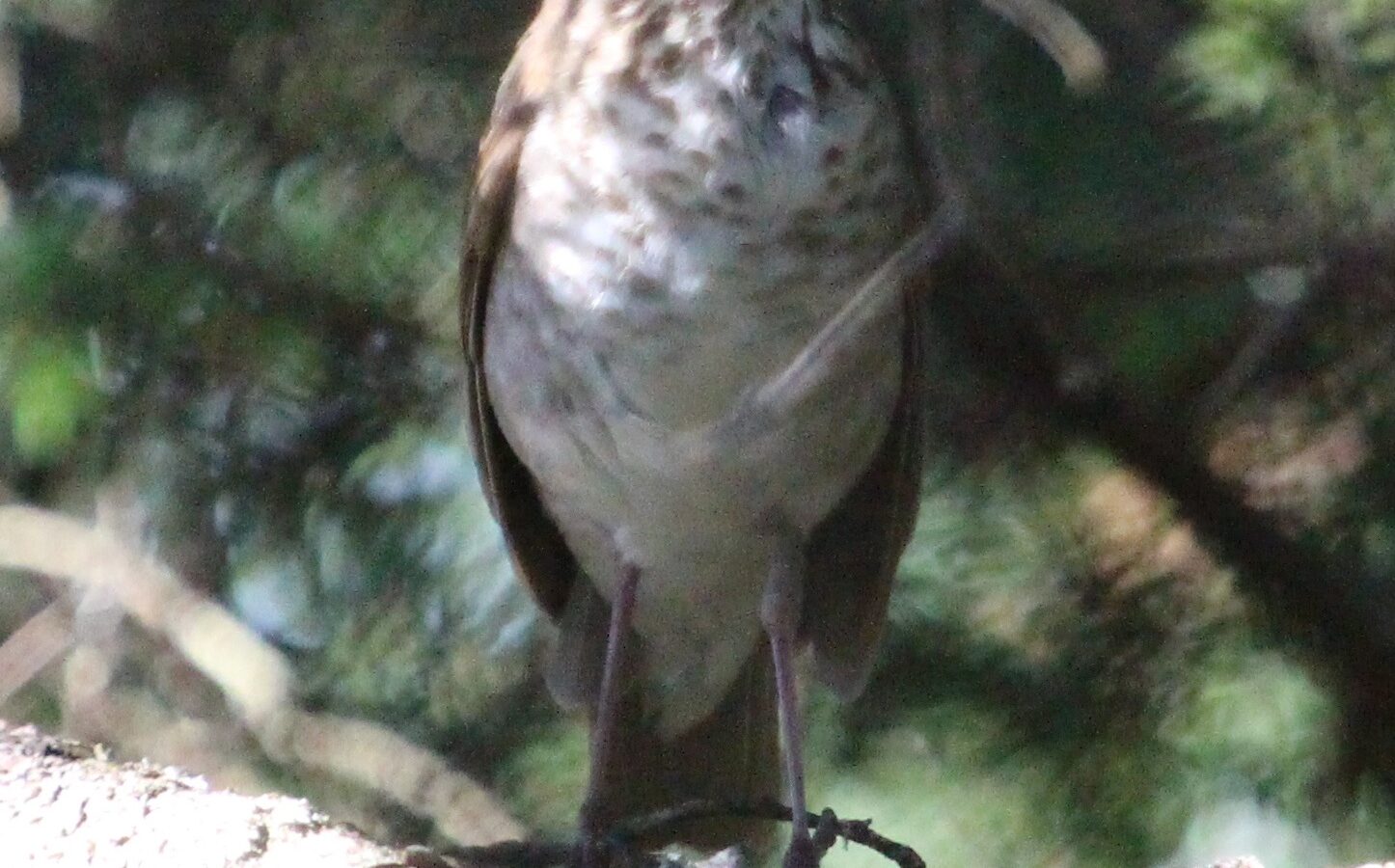 Bicknell’s Thrush
