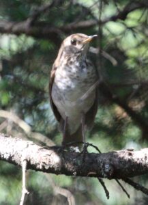 Bicknell’s Thrush