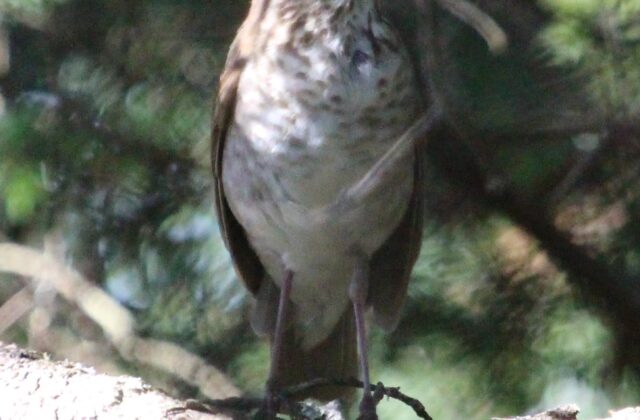 Bicknell’s Thrush