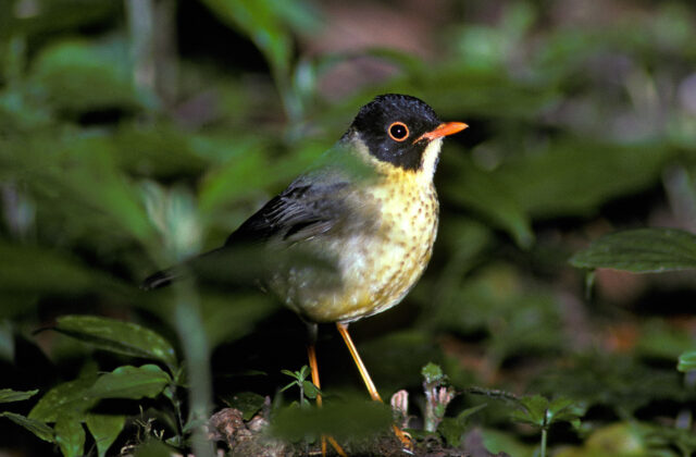Yellow-throated Nightingale-Thrush