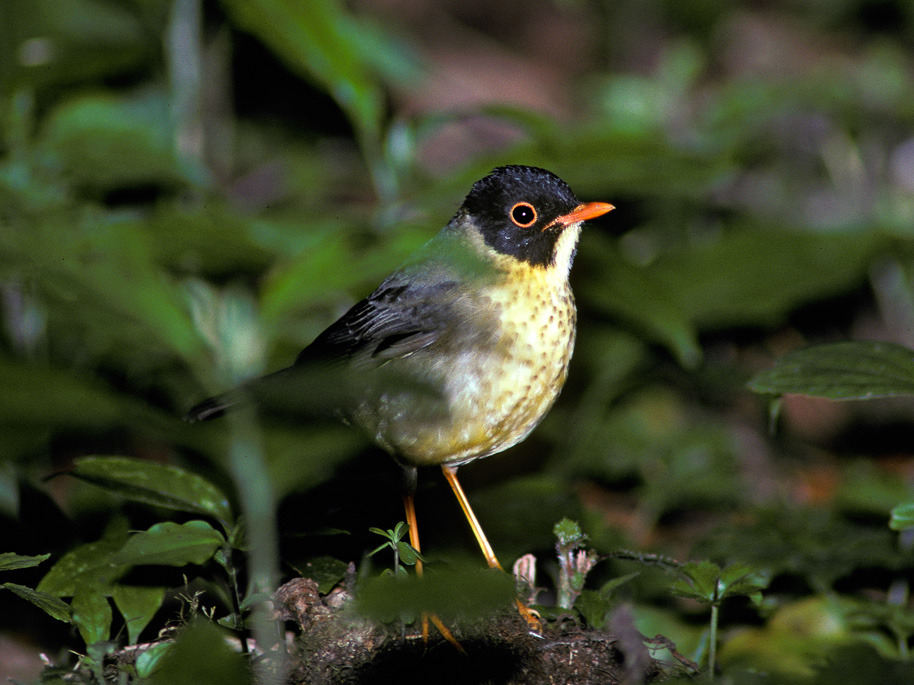 Yellow-throated Nightingale-Thrush